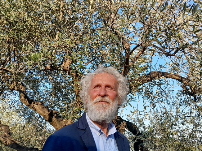 La terra degli ulivi